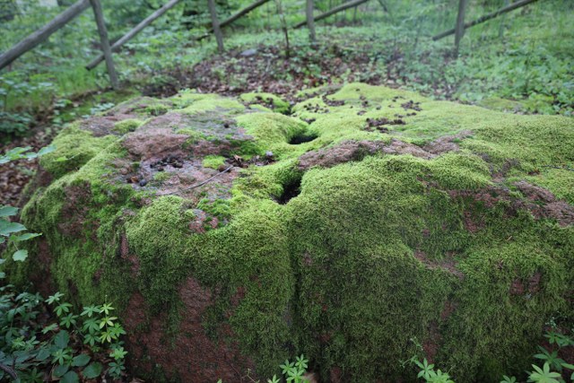 Pomniki przyrody na Wzgórzach Dylewskich