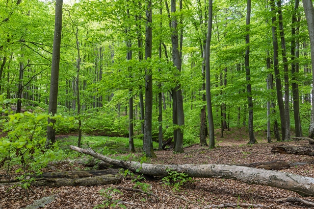 Przystanek 3. Granica między Prusami Wschodnimi a Zachodnimi