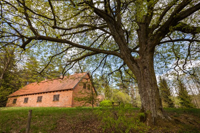 Przystanek 4. Solniki – Klonowa brama