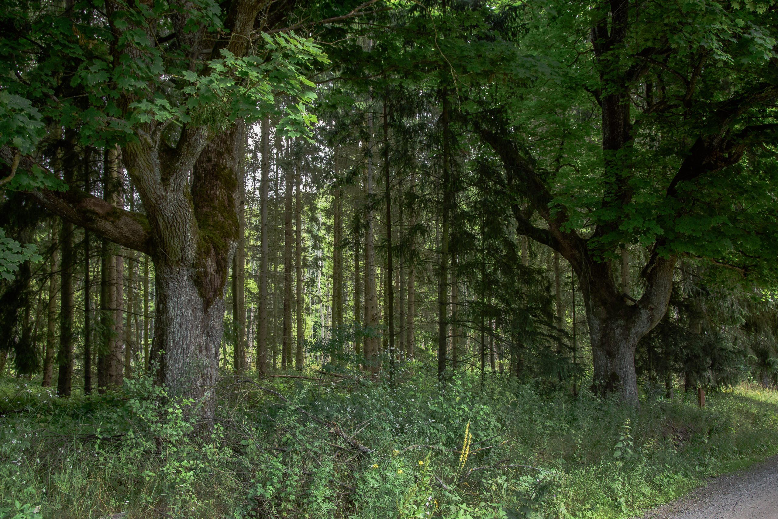 Przystanek 6. Solniki. Jezioro Głębokie –  Szkoła