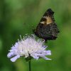 Rusałka pokrzywnik (Aglais urticae)