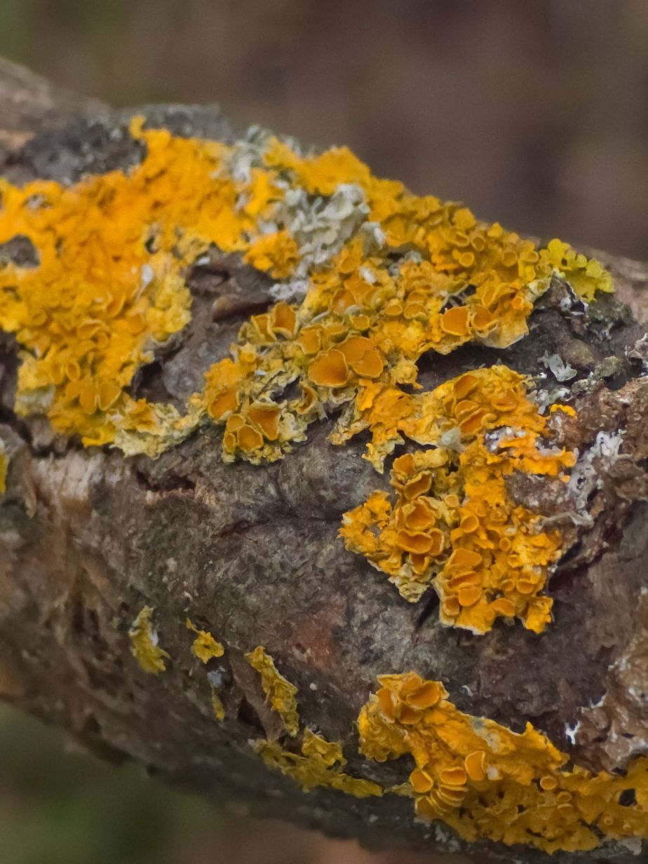 Spacer lichenologiczny za nami.