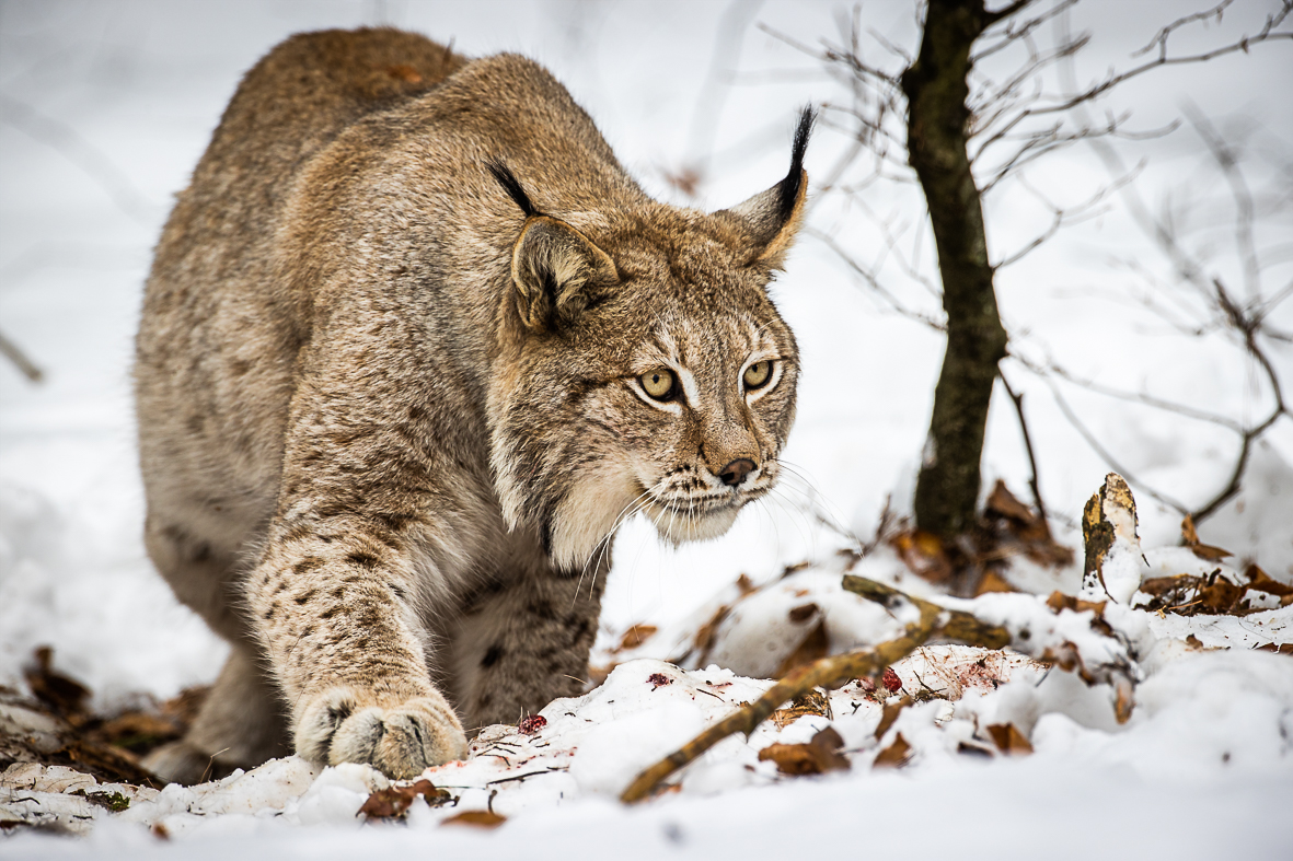 Rozpoczynamy XXXI Edycję Międzywojewódzkiego Konkursu Wiedzy Przyrodniczo – Ekologicznej