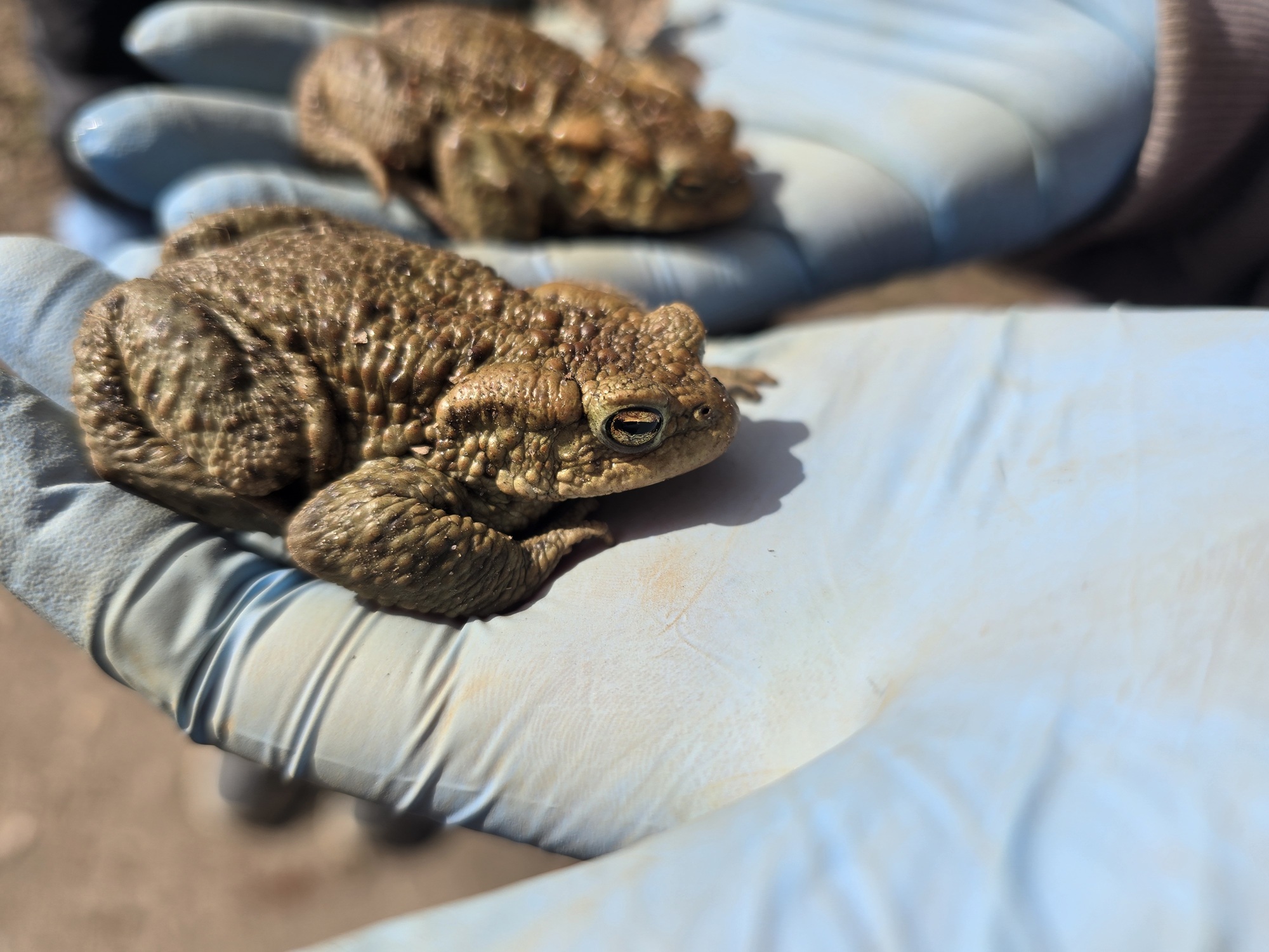 Akcja „Płotek” ruszyła!